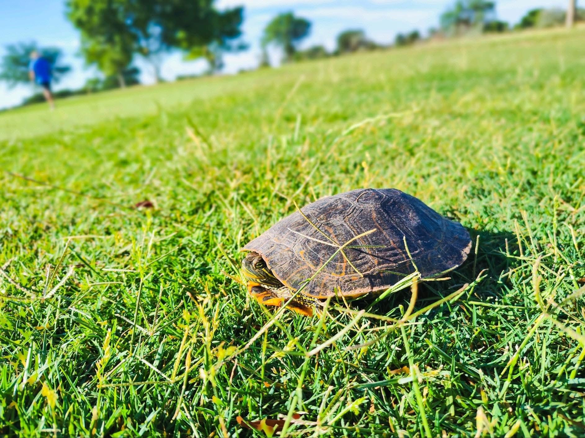 Turtle on golf course fairway near the pond 